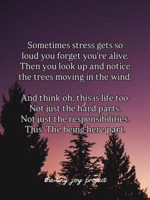 Sometimes that’s all it takes.
Not a solution.
Just a reminder that you’re here,
and this is part of it too.